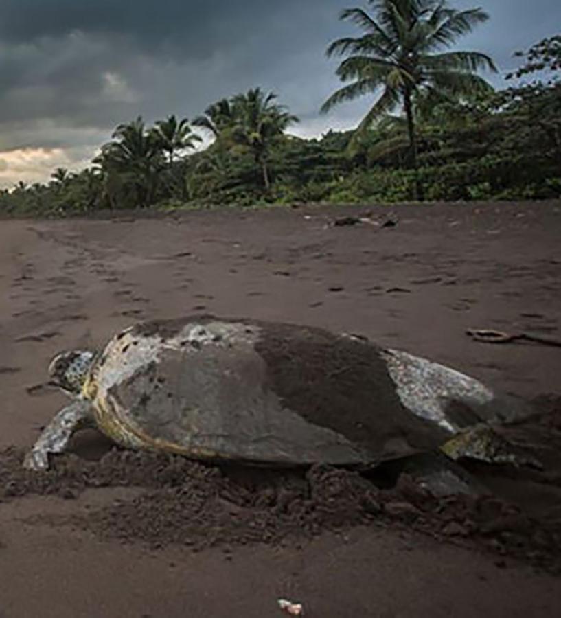 Casa Chilamates Tortuguero Extérieur photo